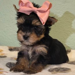 Stella - Black and gold female Yorkshire Terrier puppy in Los Angeles, California from 818 Yorkies