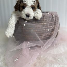 Bernedoodle, Cavapoo, Goldendoodle, and Poodle Puppies from Gypsi Doodles & Poodles
