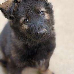 Zinnia May🧡🏵️ - German Shepherd