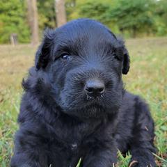 BigHunk - Black male Bouvier des Flandres puppy in Drury, Missouri from Black Bears Critters