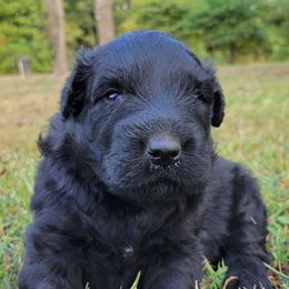 BigHunk - Black male Bouvier des Flandres puppy in Drury, Missouri from Black Bears Critters