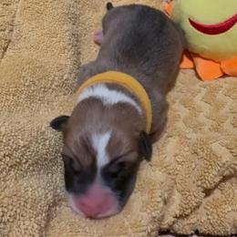 AKC Yellow Sun - Sable male Pembroke Welsh Corgi puppy in Summerfield, Florida from Promise Land Farm