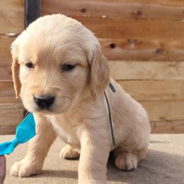 Peaches - Dark golden female Golden Retriever puppy in Orland, California from Elliott's Elite Puppies