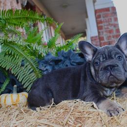 Tilly - Tricolors female French Bulldog puppy in Ben Lomond, Arkansas from Miesha Carver's Bulldogs