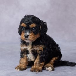 Brooke - Black and tan female Cavalier King Charles Spaniel puppy in Apple Creek, Ohio from Grandeur Valley Puppies