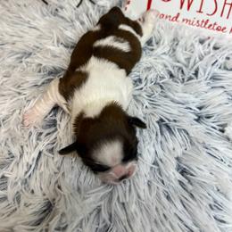 Poinsettia - Red and white female Shih Tzu puppy in Vernon, New Jersey from Calta’s Cute Shih Tzu