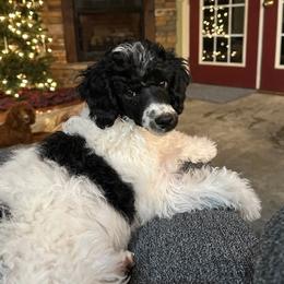 Tucker - Parti male Poodle puppy in Cabool, Missouri from Rafter B Farms