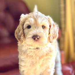 Peaches - Red Australian Labradoodle puppy in Fayette, Ohio from Patriots Poodles and Doodles