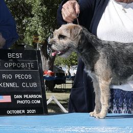 Border Terriers from Stonehouse Giant Schnauzers And Border Terriers