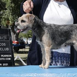 Border Terriers from Stonehouse Giant Schnauzers And Border Terriers