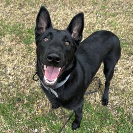 Sicily - Black brindle female Dutch Shepherd puppy in Fayetteville, North Carolina from Iron Sight K9s