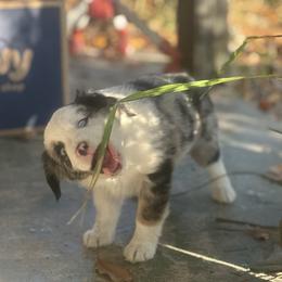 Rumi - Blue merle female Miniature Australian Shepherd puppy in Interlachen, Florida from Lucky Bones Miniature Australian Shepherds