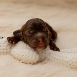 Cherry - Chocolate female Australian Labradoodle puppy in Redding, California from Shasta Royal Monroe Puppies