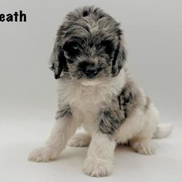 Heath - Merle male Goldendoodle puppy in Milford, Pennsylvania from Doodles Are Golden