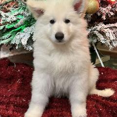 Boy 2 - White male Berger Blanc Suisse puppy in Plaucheville, Louisiana from La Nouvelle-Orléans Berger Blanc Suisse