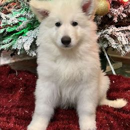 Boy 2 - White male Berger Blanc Suisse puppy in Plaucheville, Louisiana from La Nouvelle-Orléans Berger Blanc Suisse