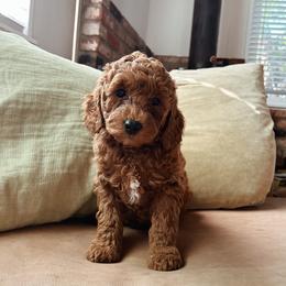 Marcie - Red  female Goldendoodle puppy in Fountain Valley, California from Fountain Valley Doodles