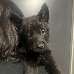 Jasper (black collar) - Black male German Shepherd puppy in Jerusalem, Arkansas from Sudenblick German Shepherds