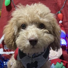 Khobi - Poodle