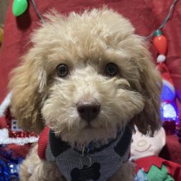 Khobi - Poodle