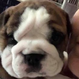 Bulldogs and Pugs from JR’s Pugs