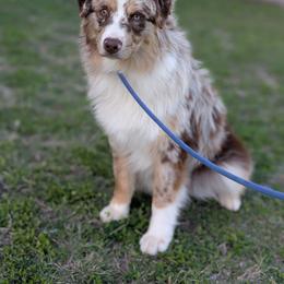 Reese - Red merle male Miniature Australian Shepherd puppy in Fredericksburg, Texas from Wrenfalls Paradise