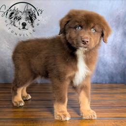 Ganache - Red tri-color male Australian Shepherd puppy in Fultonville, New York from Sandy Aussies & Pomeranians