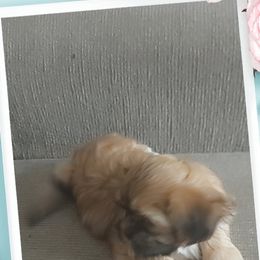 Shih Tzu Puppies from N.F.S.T Imperial ShihTzu Puppies.