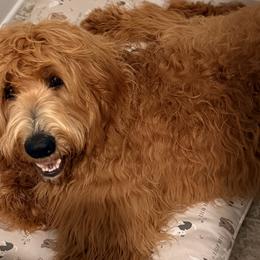 Goldendoodles from M&C Village Goldendoodles