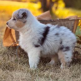 Dina - Blue merle female Australian Shepherd puppy in Wauneta, Nebraska from 4H Aussies