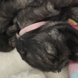 Girl 1 - Standard Schnauzer puppy from Ausgelassen Standard Schnauzers