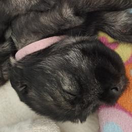 Girl 1 - Standard Schnauzer puppy from Ausgelassen Standard Schnauzers