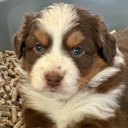 Andover's Unbroken Spirit - Red tri-color female Miniature American Shepherd puppy in Rockford, Illinois from Andover Aussies
