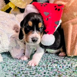 Joseph - Black tan and white male Basset Hound puppy in Big Rapids, Michigan from Basket Hound Bassets