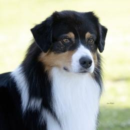 Flip - Australian Shepherd