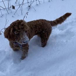 Had - Goldendoodle