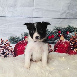 Swiss - Black and white male Border Collie puppy in Avilla, Indiana from Borderline Kennels