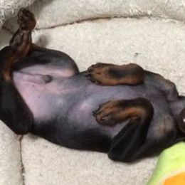 Basenjis and Manchester Terriers from Marjani