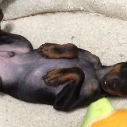 Basenjis and Manchester Terriers from Marjani
