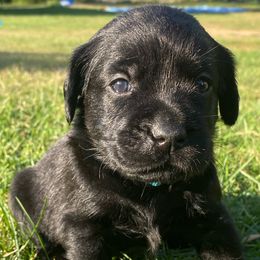 Teal - Black female Labrador Retriever puppy in Tiverton, Rhode Island from Our Little Farm