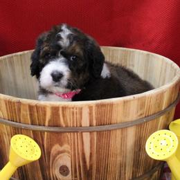 Mary - Tri-color female Bernedoodle puppy in Peyton, Colorado from Peyton Doodles