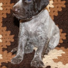 German Shorthaired Pointer Puppies from GLC Pointers