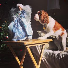 Cavalier King Charles Spaniel All Grown Up from Phoenix Cavaliers - Cavalier King Charles Spaniels