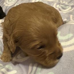 Maltipoo puppies from Bluebonnett Maltipoos and Cavapoos