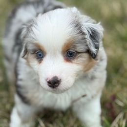 Flannel - Blue merle male Miniature American Shepherd puppy in Rockford, Illinois from Andover Aussies