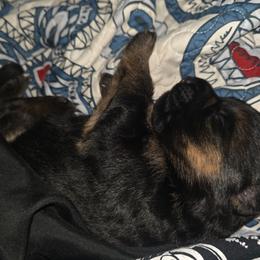 Female 1 - Black and red female German Shepherd puppy in Manton, Michigan from Schusterheim Shepherds