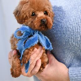 Mango - Red  male Poodle puppy in Salem, Oregon from Lavish Poodles