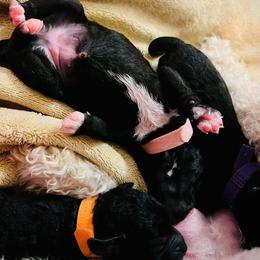 Pink Collar Female - Blue female Bedlington Terrier puppy in Leesburg, Virginia from LAMZ Bedlington Terriers