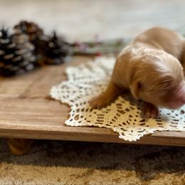 Boy 3 - Golden male Golden Retriever puppy in Buffalo, Missouri from Thrasher Family Puppies