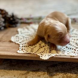 Boy 3 - Golden male Golden Retriever puppy in Buffalo, Missouri from Thrasher Family Puppies